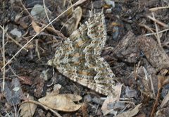 Xanthorhoe xanthospila