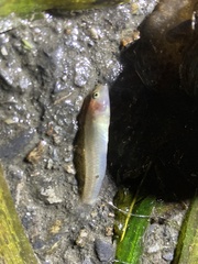 Rhinogobius candidianus