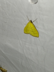 Mecyna flavalis