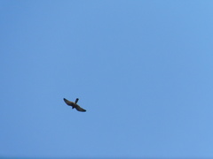 Falco moluccensis