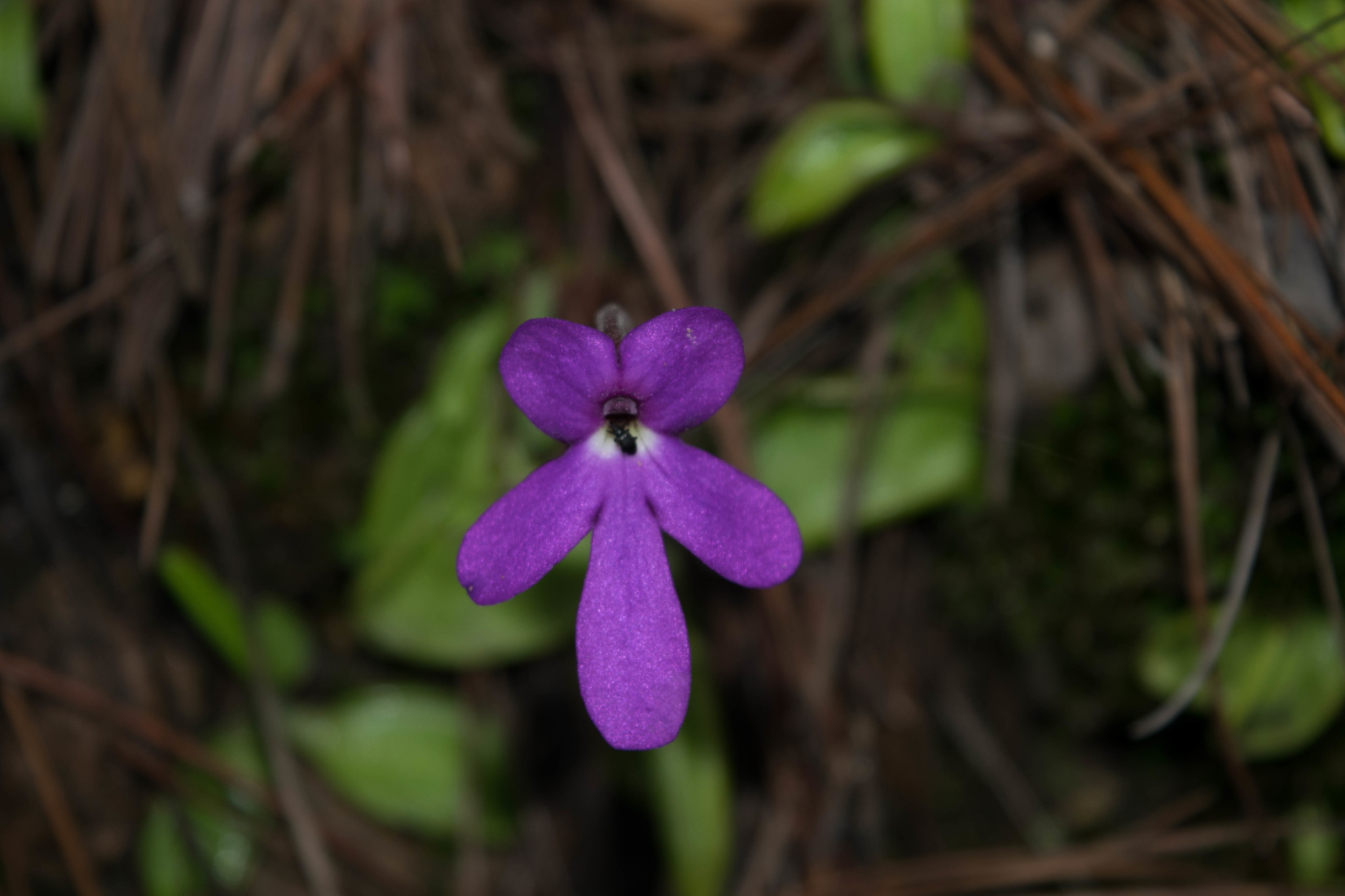 Pinguicula oblongiloba A.DC. 2