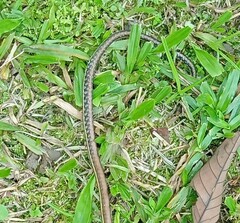 Dendrelaphis pictus