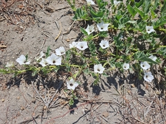 Exodeconus maritimus