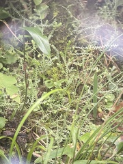 Selaginella ludoviciana