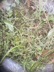 Selaginella ludoviciana