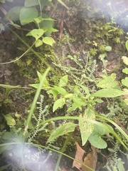 Selaginella ludoviciana