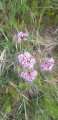 Limonium flexuosum