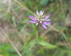 Polygala curtissii