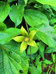 Gonolobus megalocarpus