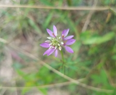 Polygala curtissii