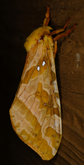 Sthenopis purpurascens