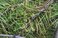 Arceuthobium americanum