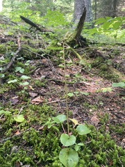 Pyrola americana