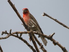 Haemorhous mexicanus