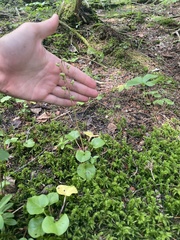 Pyrola americana