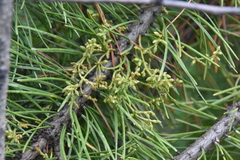 Arceuthobium americanum