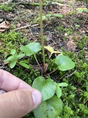 Pyrola americana