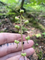 Pyrola americana