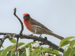 Haemorhous mexicanus