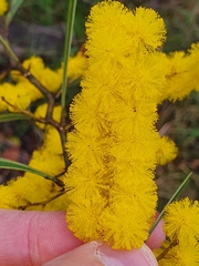 Acacia macradenia