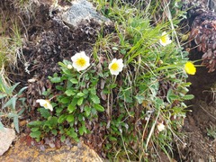 Dryas octopetala