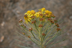 Euryops tenuissimus