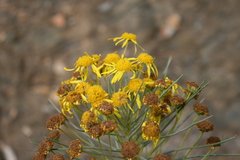Euryops tenuissimus