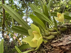 Bulbophyllum pectinatum