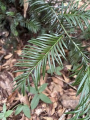 Taxus floridana