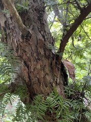 Taxus floridana