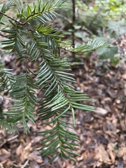 Taxus floridana