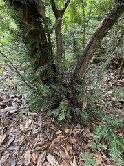Taxus floridana
