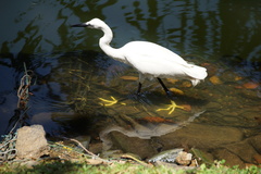 Egretta garzetta