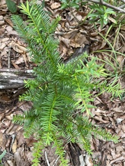 Taxus floridana