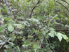 Taxus floridana