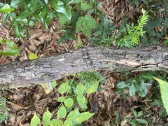Taxus floridana