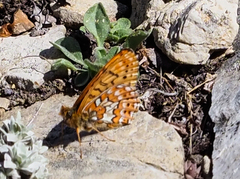Boloria astarte