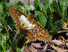 Boloria astarte