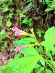 Cuphea appendiculata