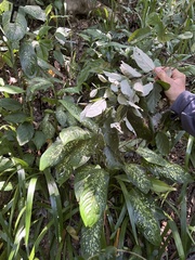 Styrax suberifolius