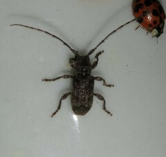 Ecyrus
