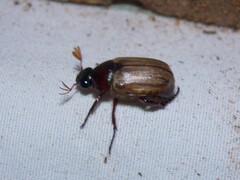 Anomala flavipennis