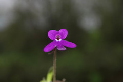 Pinguicula oblongiloba