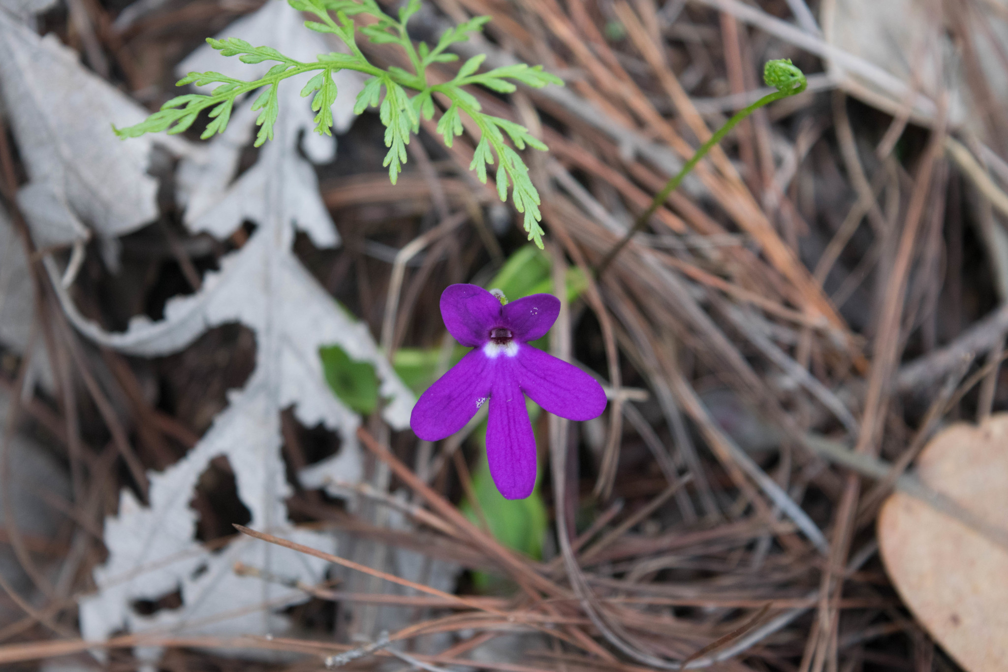 Pinguicula oblongiloba A.DC. 4