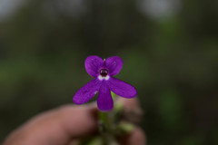 Pinguicula oblongiloba