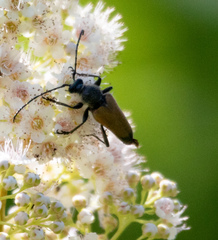 Trigonarthris subpubescens