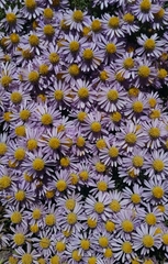 Erigeron algidus