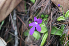 Pinguicula oblongiloba