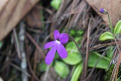 Pinguicula oblongiloba