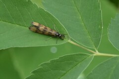 Mystacides interjectus